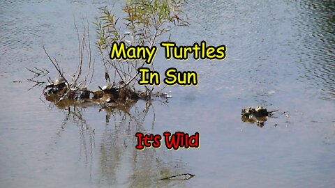 Many Turtles In Sun