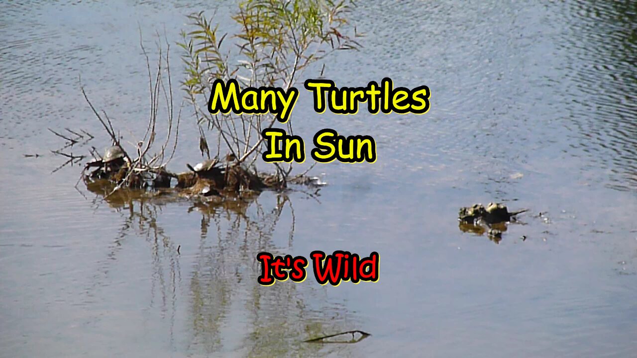 Many Turtles In Sun