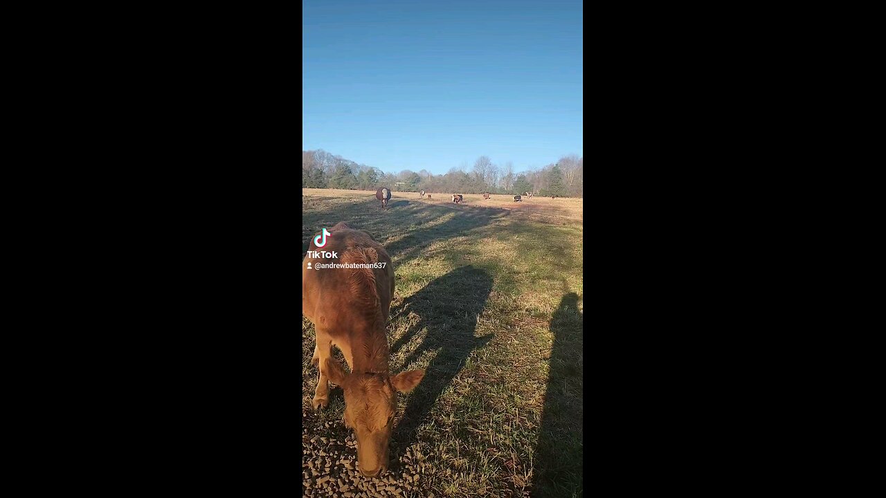 Happy cows and calves.