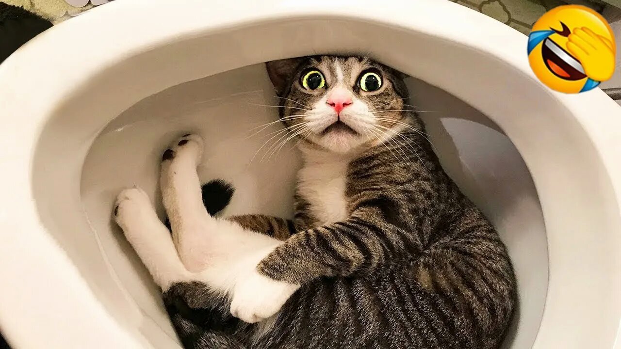Funny dancer cats 😂