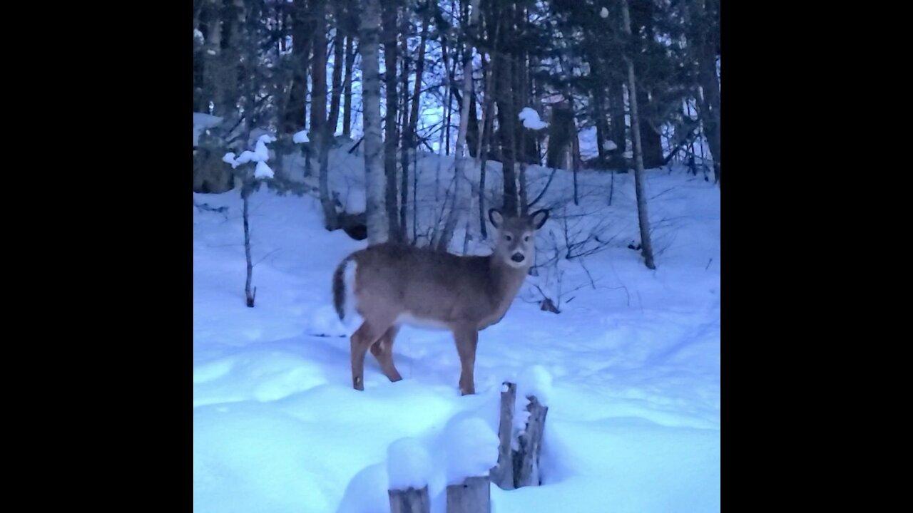 Young Deer Frightened as I Aproach