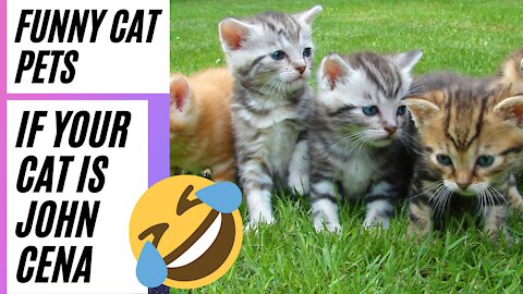 If your Cat is John Cena - Funny Cat Videos