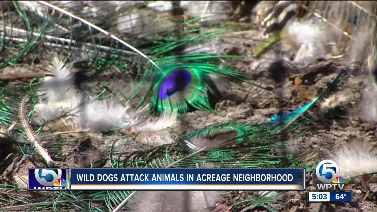 Neighbors say pack of wild dogs attacked and killed animals in Palm Beach County community