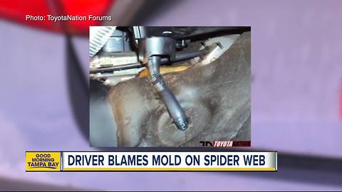 Driver blames mold on spider web