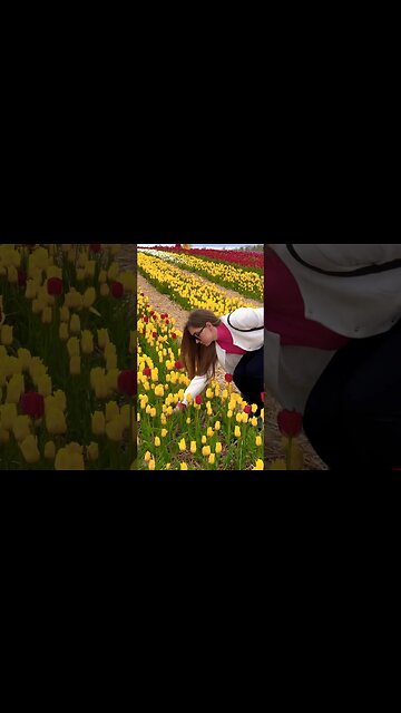 Picking Flowers in a Beautiful Tulip Field 🌷