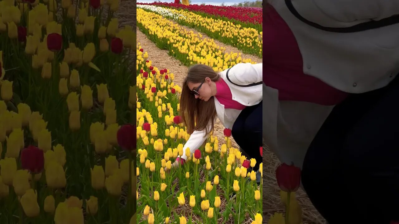 Picking Flowers in a Beautiful Tulip Field 🌷