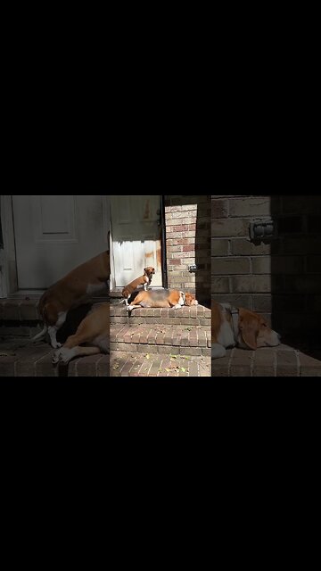 Why Are You Dogs So Lazy?