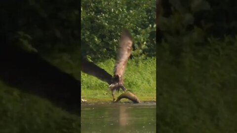 Águia Pescando no Lago, Pegou um Peixão #shorts