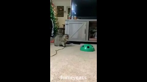 cat and dogs funny video