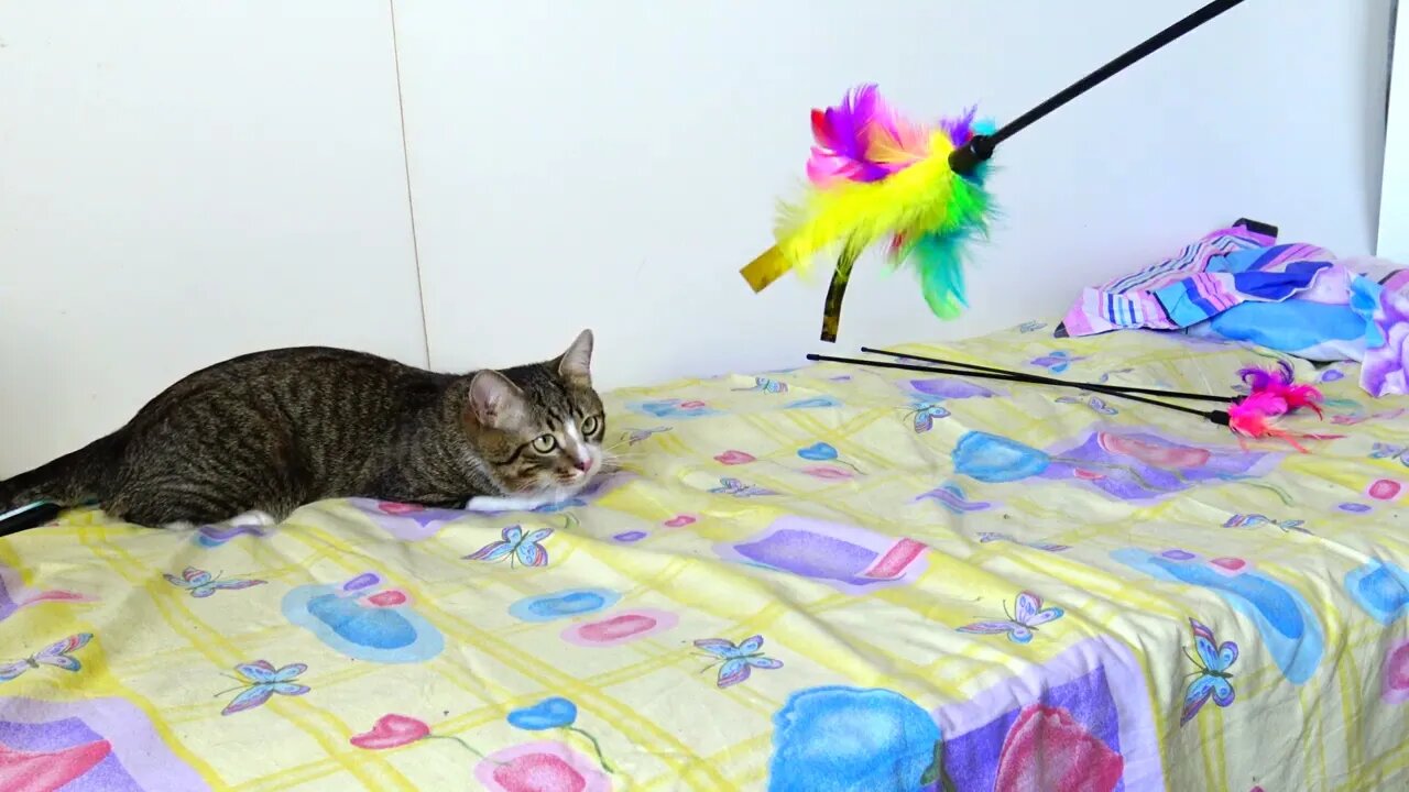 A Very Silly Playful Cat