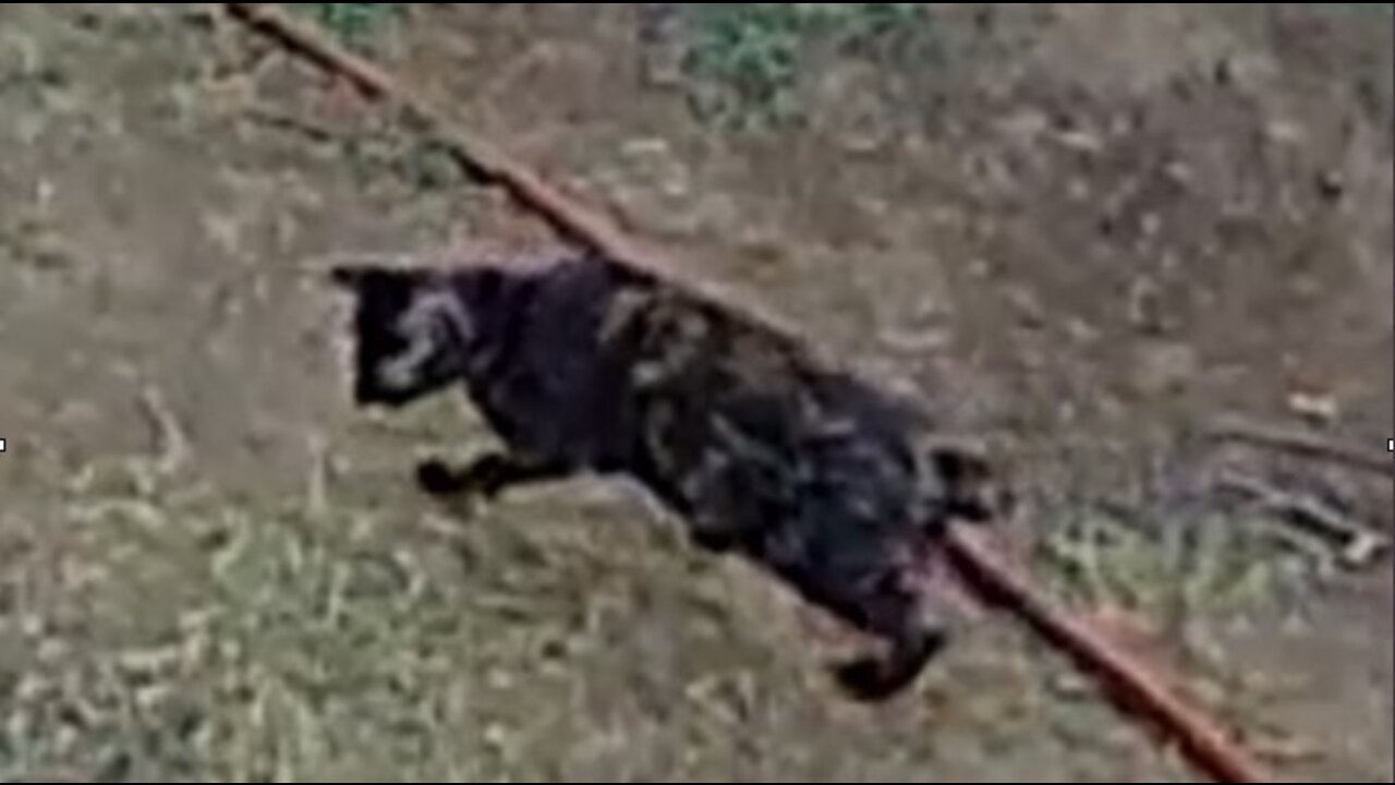 Rare Black Bobcat