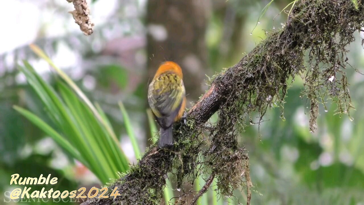 Nature and birds
