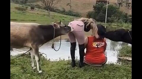 Bull Calf Decides He's Horny