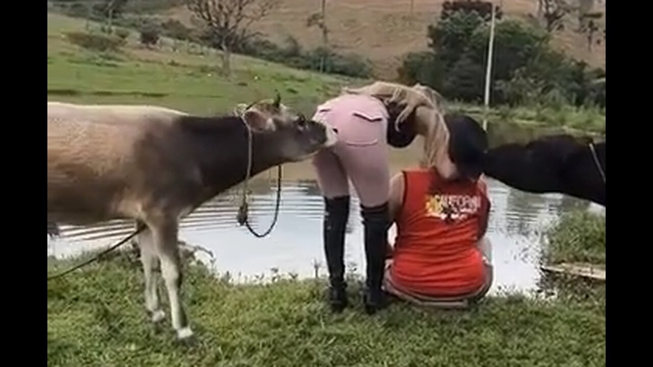 Bull Calf Decides He's Horny