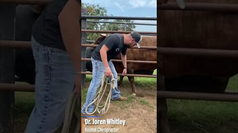 Chiropractor adjustment a BULL!?