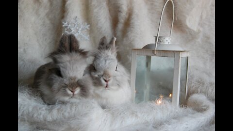 Lovely rabbits
