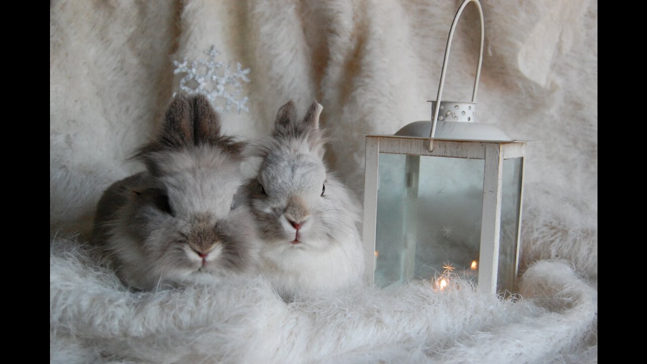 Lovely rabbits