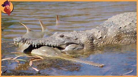 Animals That Can Defeat Crocodiles, Alligators And Caimans
