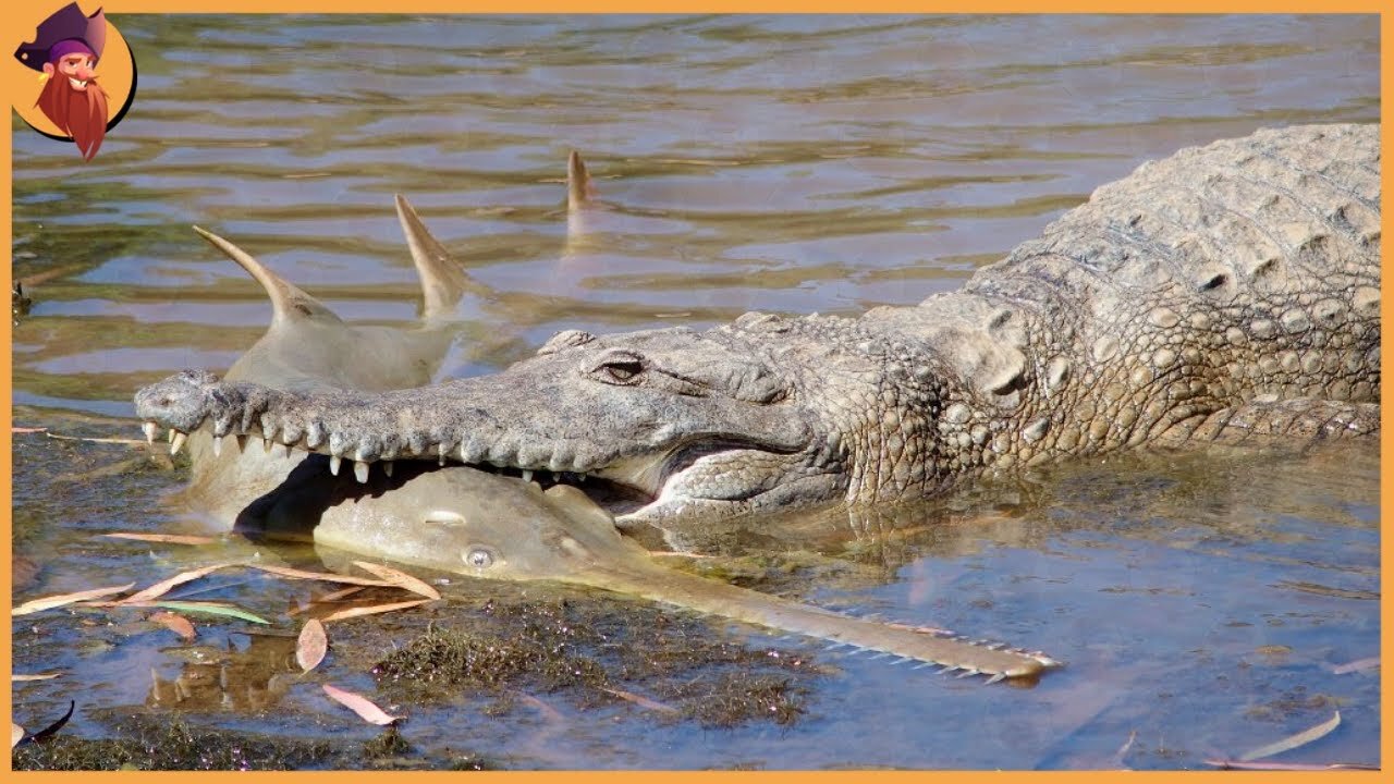 Animals That Can Defeat Crocodiles, Alligators And Caimans