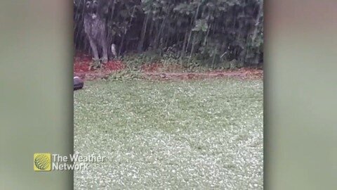 Small hail pelts the ground in southern Ontario