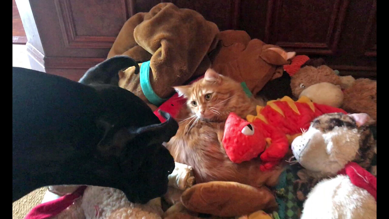 Great Dane Is Surprised To See Cat Sleeping In Her Toys Like E.T.