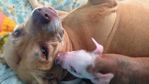 Dog Adopts Pig And Leopard