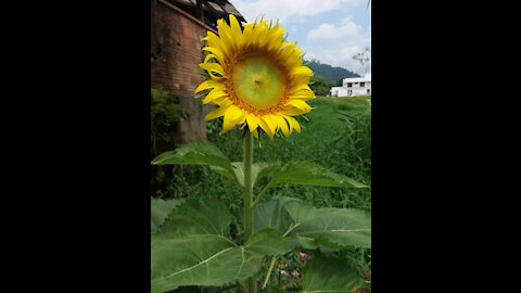 A beautiful and perfect sunflower was born behind my house