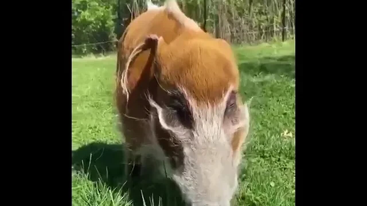 Red river pigs are the smallest of the African pigs.