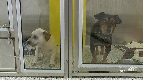 Evictions lead to increase of animals surrendered at KC Pet Project