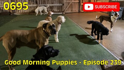 [0695] GOOD MORNING PUPPIES - EPISODE 239 [#dogs #doggos #doggies #puppies #dogdaycare]