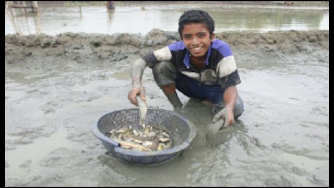 People Catching catfish by hand in mud water pond.