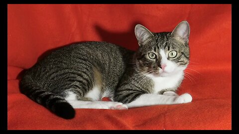 Cat Photography