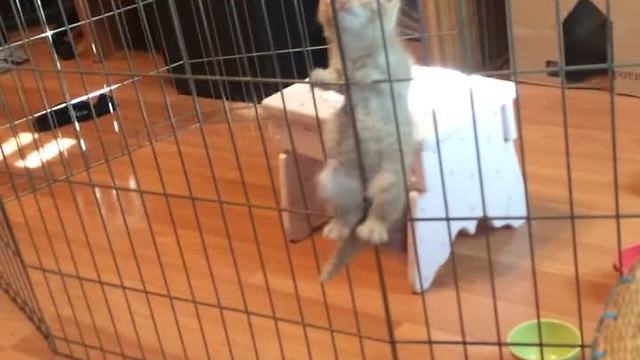 Kitten jail break caught on camera