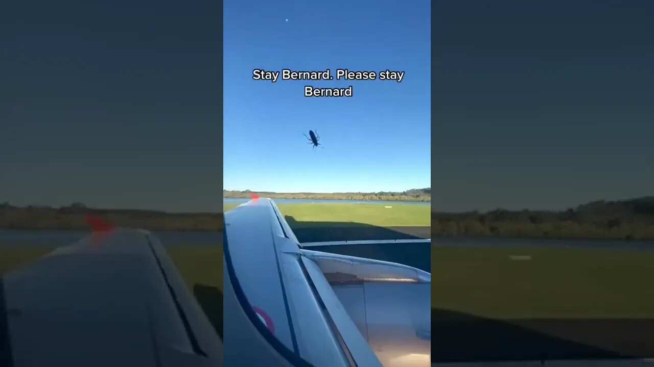 Bernaed Bug Tiktok mentallysickbetch