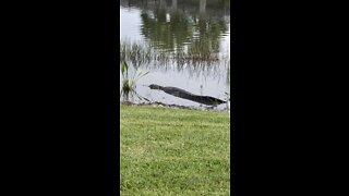 Incredible Alligator Turtle Attack Part 4!
