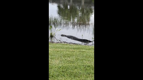Incredible Alligator Turtle Attack Part 4!