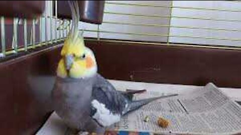 Charlie wants a phone too