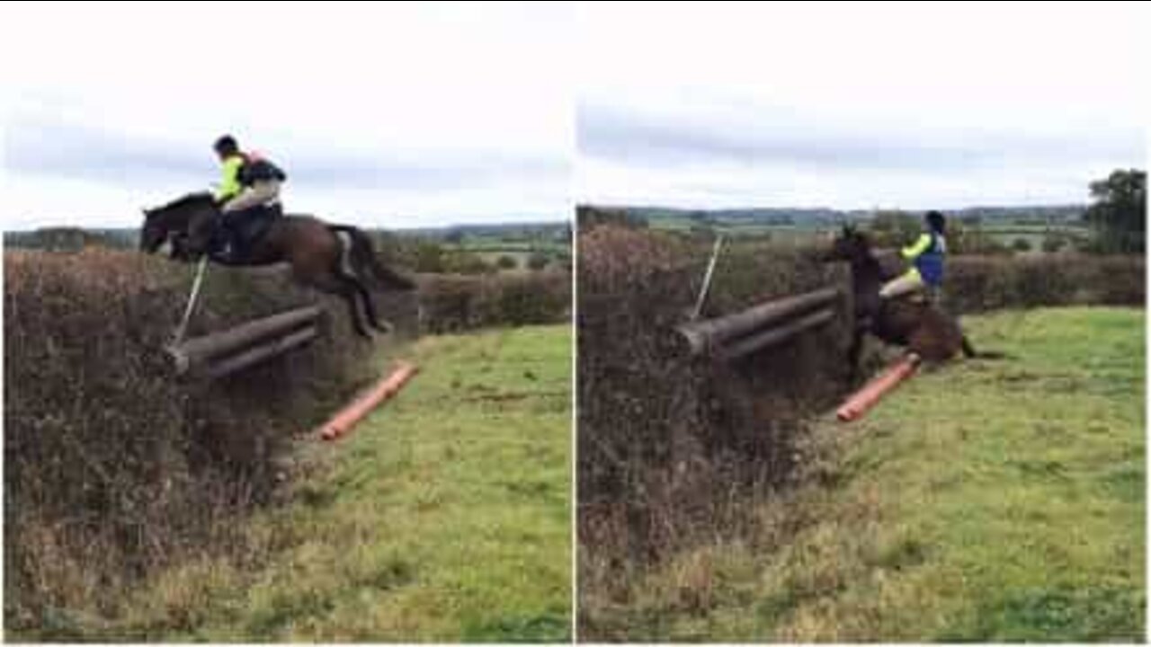 Ce cheval refuse de sauter l'obstacle