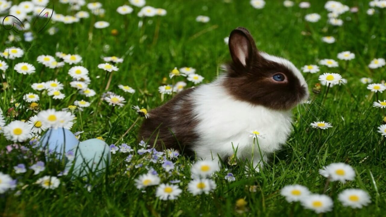 10 facts about rabbits you didn't know