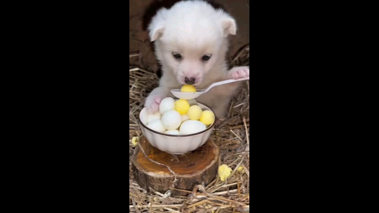 puppy eats quail eggs