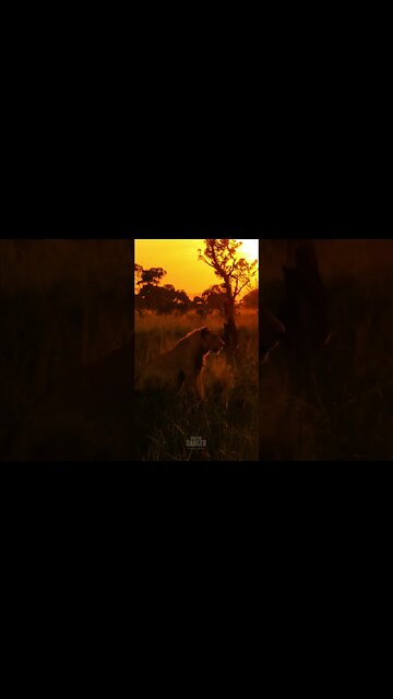 Misty Sunrise... #Wildlife | #ShortsAfrica