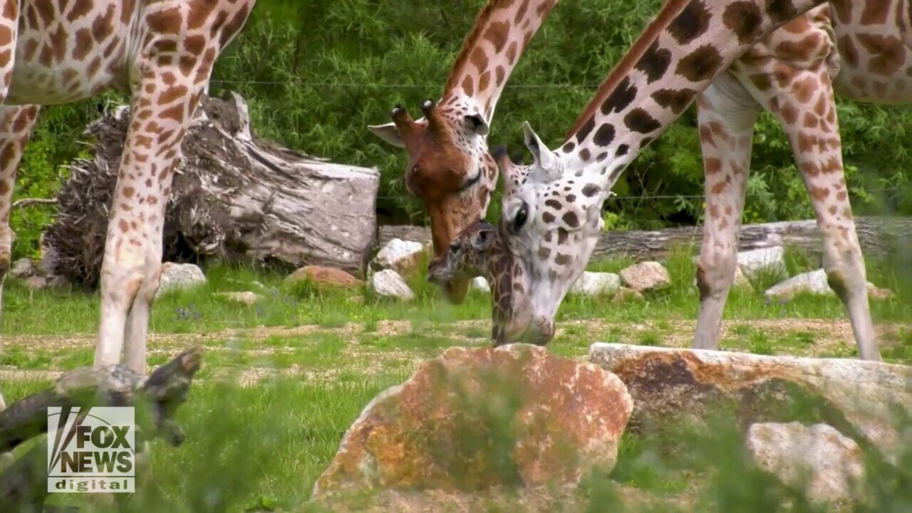 Baby Giraffe Still 'Wobbly' On Its Feet At Six Feet Tall