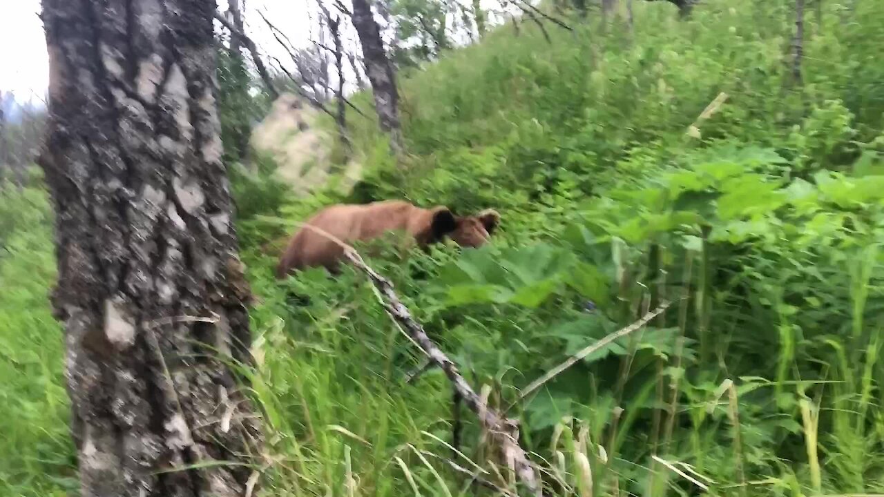 Grizzly Bear Passes By Honeymooning Hikers