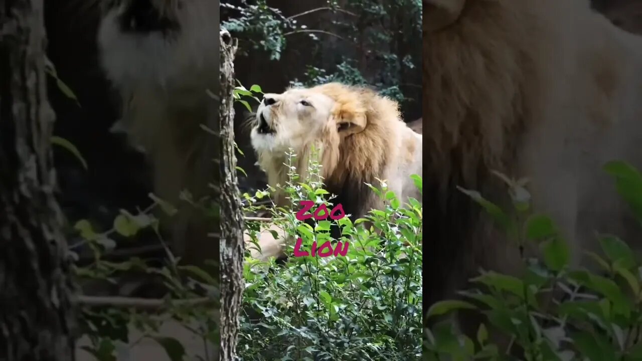 Zoo Lion