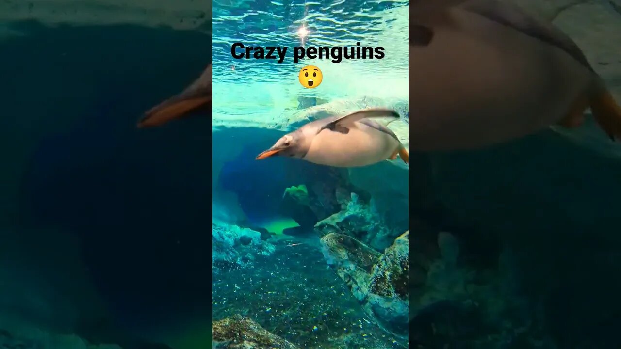 penguin's being penguins #shorts #short #youtuber #penguin #wildlife #wild #water #beautiful #swim