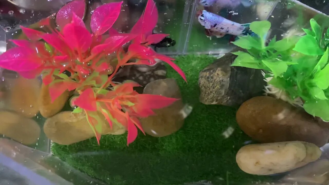 2 betta fish in single tank #betta #bettafish #fightingfish