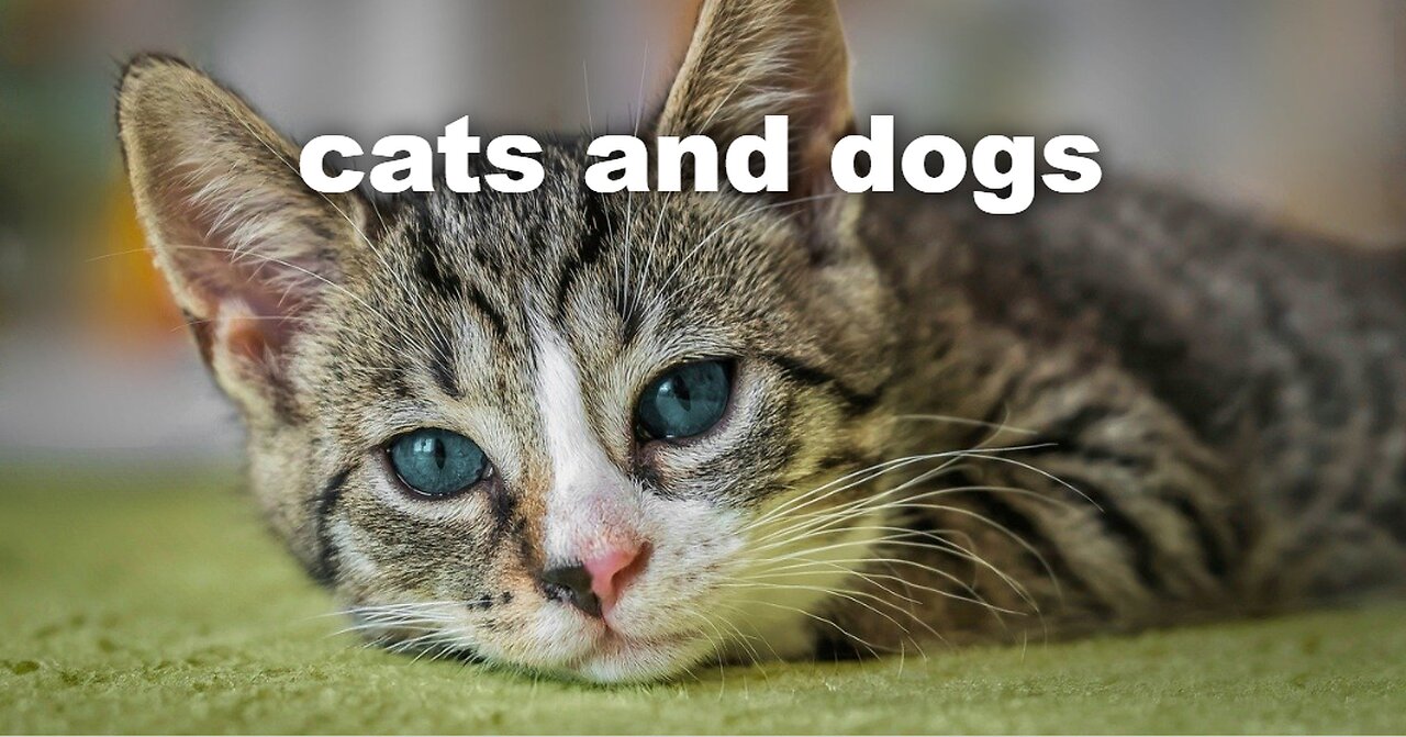 Funny cats and dogs 2024