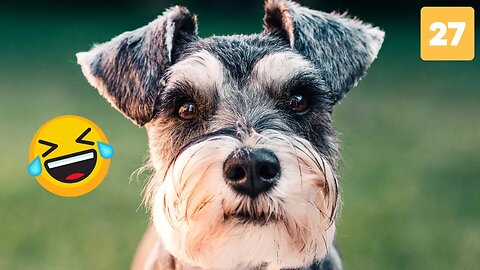 Funny Animal Videos 2023 😀😺🐶/ Funniest Cats And Dogs Videos #27