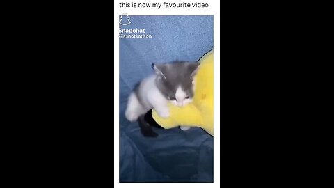 Cat favourite video