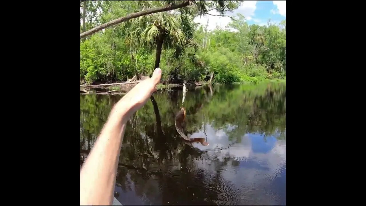 Florida Creek fishing